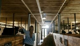 Foto 2 - Granja vaques i noia (Cottonbro - Pexels)